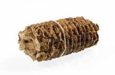 Aged corn cob.