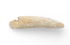 Broken hole in a carved bone.