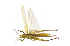 Long green insect with two wings.