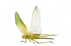 Long green and yellow insect with two wings.