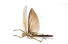 Long brown patterned insect with two wings.