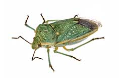 Green patterned insect.
