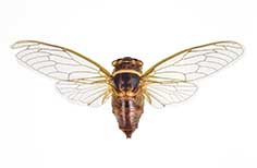 Large golden brown insect with four wings.