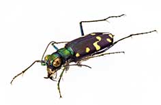Skinny green iridescent insect with yellow spots.