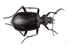 Large rectangle-shaped black beetle.