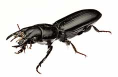 Large black beetle with pinchers.