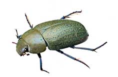 Green patterned beetle-like insect.