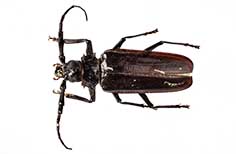 Black and brown insect with two large feelers.