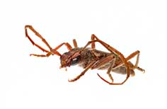 Orange furry insect with large feelers.