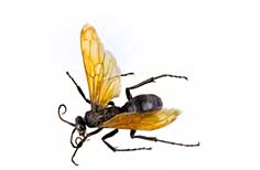 Black insect with two golden wings.