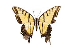 Yellow butterfly with brown wing edges.