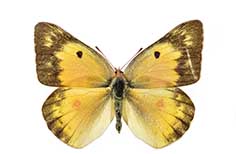 Yellow butterfly with brown wing edges and four dots.