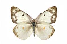 White butterfly with brown wing edges and four dots.