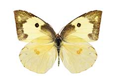 Yellow butterfly with brown wing edges and four dots.