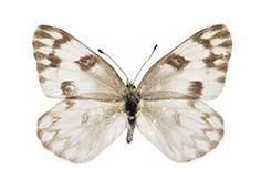 White butterfly with brown spots.