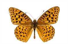 Orange butterfly with brown pattern.