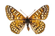 Orange butterfly with brown and white pattern.