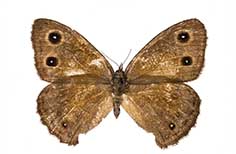 Brown butterfly with six dots.