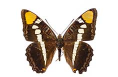 Brown butterfly with multi-colored pattern.