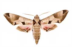 Light brown and pink moth.