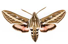 Light brown and pink moth with white stripes on its body.