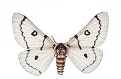 White moth with brown circle and line markings.