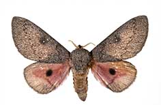 Brown and pink moth.