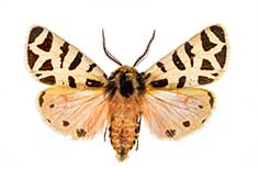 White and peach moth with brown spots.