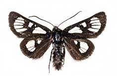 Dark brown moth with white patterned spots.