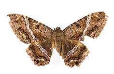 Brown patterned moth.