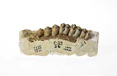 Partial row of teeth.