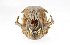 Front view of an animal skull.
