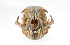 Front view of an animal skull.
