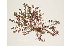 One pressed sprig of weed-like plant.