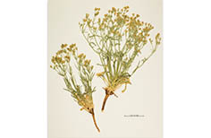 Two clippings of plants with tiny yellow flowers on it.