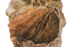 Clam-shaped fossil with brown hues and two deeply carved parallel lines surrounded by smaller-lined markings.