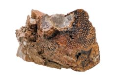 A cluster of eroded rock with exposed white crystal at the top and shades of orange, brown, and black in box-shaped textured markings. 