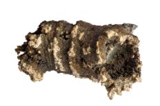 Long, coral-like fossil with a brown base and colors of white scattered throughout on each ridge.
