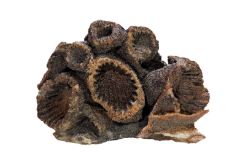 A brown cluster of textured circular-shapes with a tan-colored ring at the top and deep sockets of brown in the center. 
