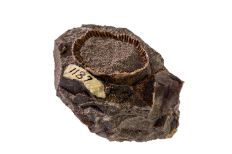 Tan coral-like ringed fossil with a dirt-like center embedded in dark brown textured rock. 