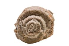 White coiled shell-shaped fossil with an elevated spire.