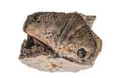 Tan wing-shaped fossil with specks of black mixed throughout and exposed white crystal on the bottom.