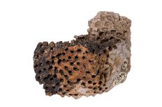 Coral-like fossil with textured hollow holes in shades of brown and exposed white crystal.