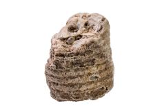 White cylinder-shaped fossil made out of eroded limestone with textured indentions throughout and hollow holes at the top.