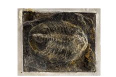 Fossil encased in black stone with a white ridged oval shape in the center and textured lines within.