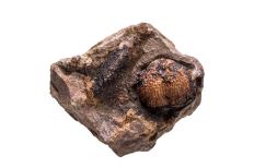 Cluster of eroded rock with a clam-shaped fossil embedded in the right-hand side and shades of brown throughout. 