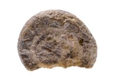 Half-circular shaped fossil in shades of grey and white.