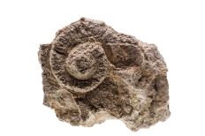 Coiled shell-shaped fossil with an elevated spire embedded in a cluster of white and brown textured rock.