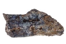 Earth-toned skull fragment fossil with carved lines, brown speckled dots, and hue of pastel blue mixed throughout. 