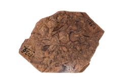 Eroded light brown rock containing raised circular-shaped fragments and imprinted markings throughout.